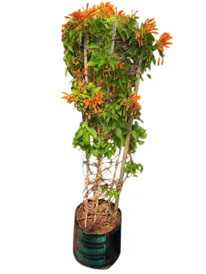 Pyrostegia Venusta "Orange Trumpet Vine" 20Liter