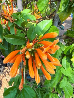Pyrostegia Venusta "Orange Trumpet Vine" 20Liter