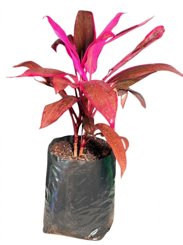 Cordyline Terminalis "Pink Cordyline" 10Liter