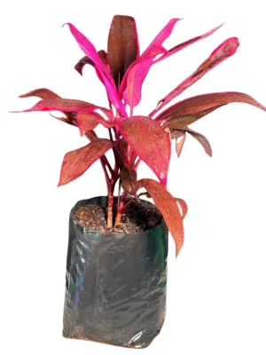 Cordyline Terminalis "Pink Cordyline" 10Liter