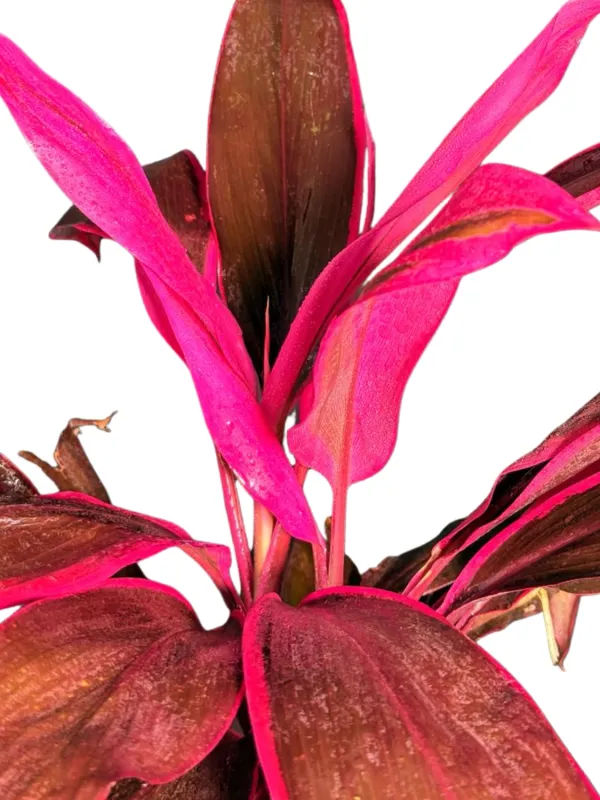 Cordyline Terminalis "Pink Cordyline" 10Liter