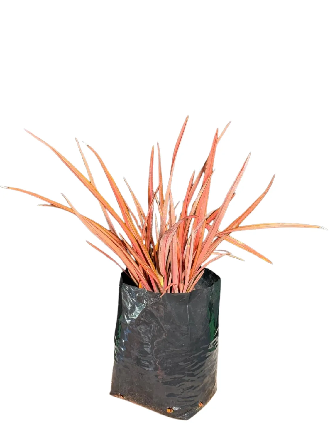 Phormium "Flamingo Flax" 10Liter