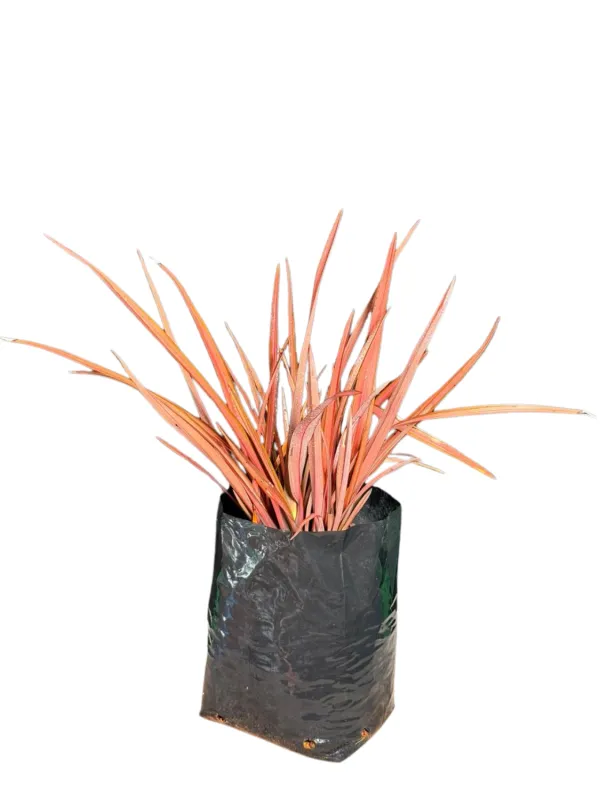 Phormium "Flamingo Flax" 10Liter