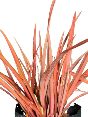 Phormium "Flamingo Flax" 10Liter