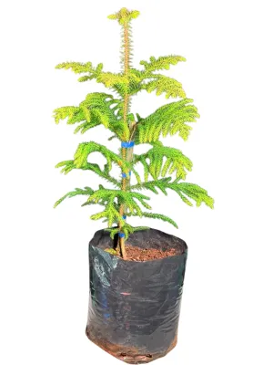 Araucaria Heterophylla "Norfolk Island Pine" 10Liter