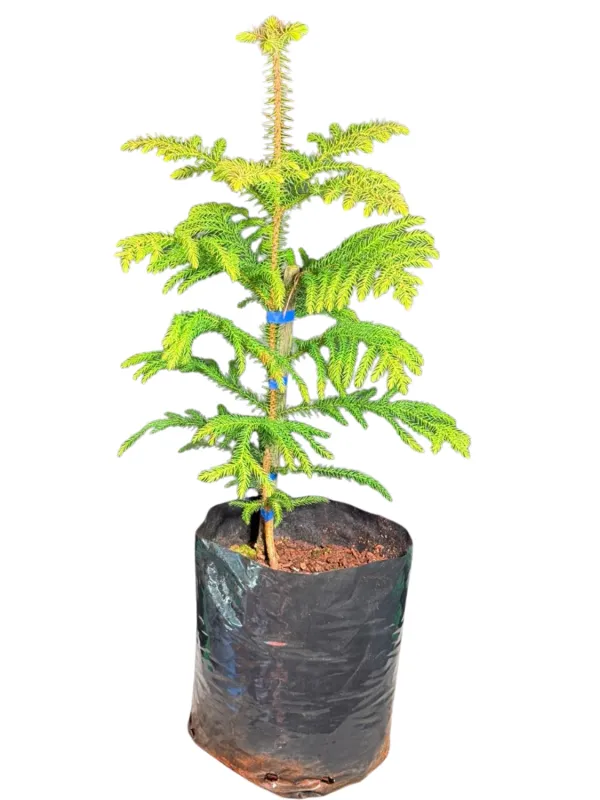 Araucaria Heterophylla "Norfolk Island Pine" 10Liter