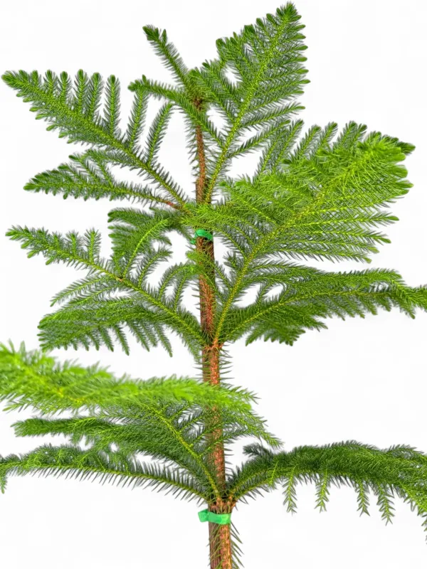 Araucaria Heterophylla "Norfolk Island Pine" 10Liter