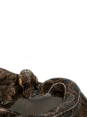 Puff-Adder Lenght:450mm  Width:120mm Height:290mm