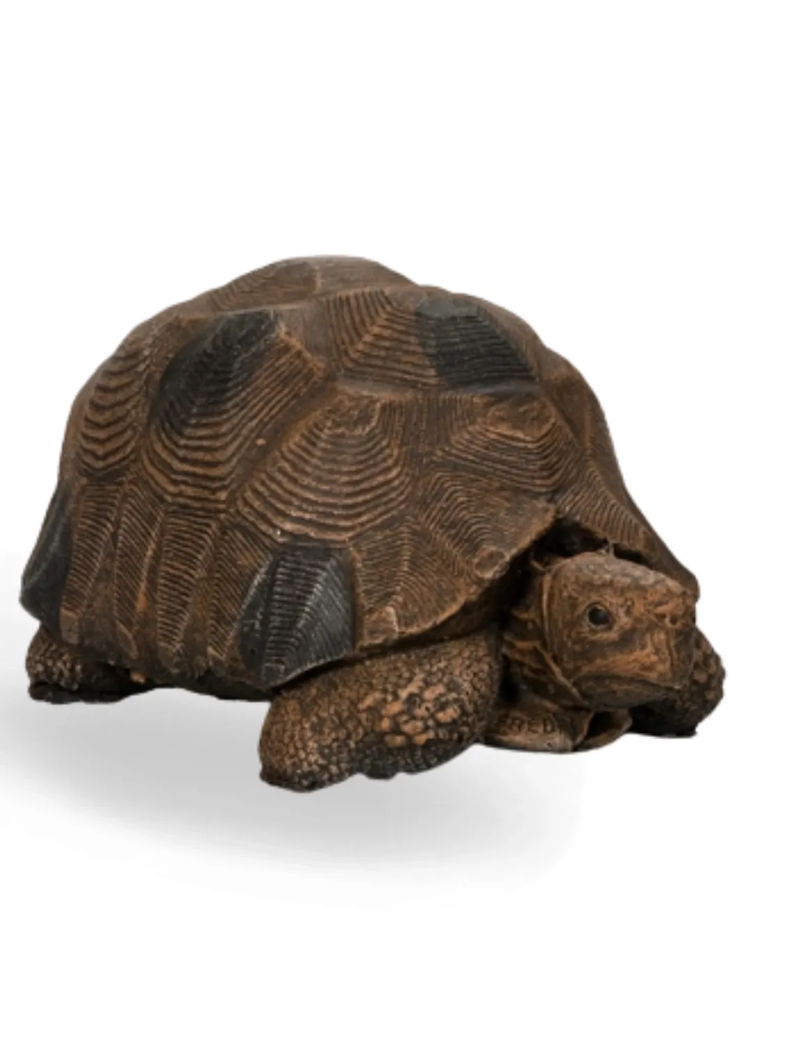 Painted Tortoise Extra Large Lenght:590mm Width:360mm Height:300mm