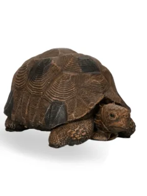 Painted Tortoise Extra Large Lenght:590mm Width:360mm Height:300mm