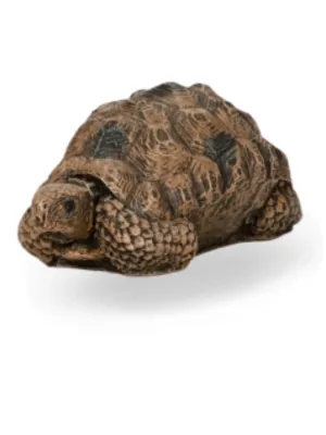 Painted Tortoise Medium Length:150mm Width:60mm Height:100mm