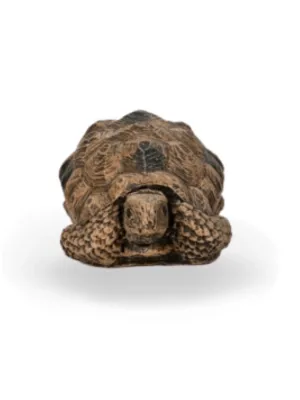 Painted Tortoise Medium Length:150mm Width:60mm Height:100mm