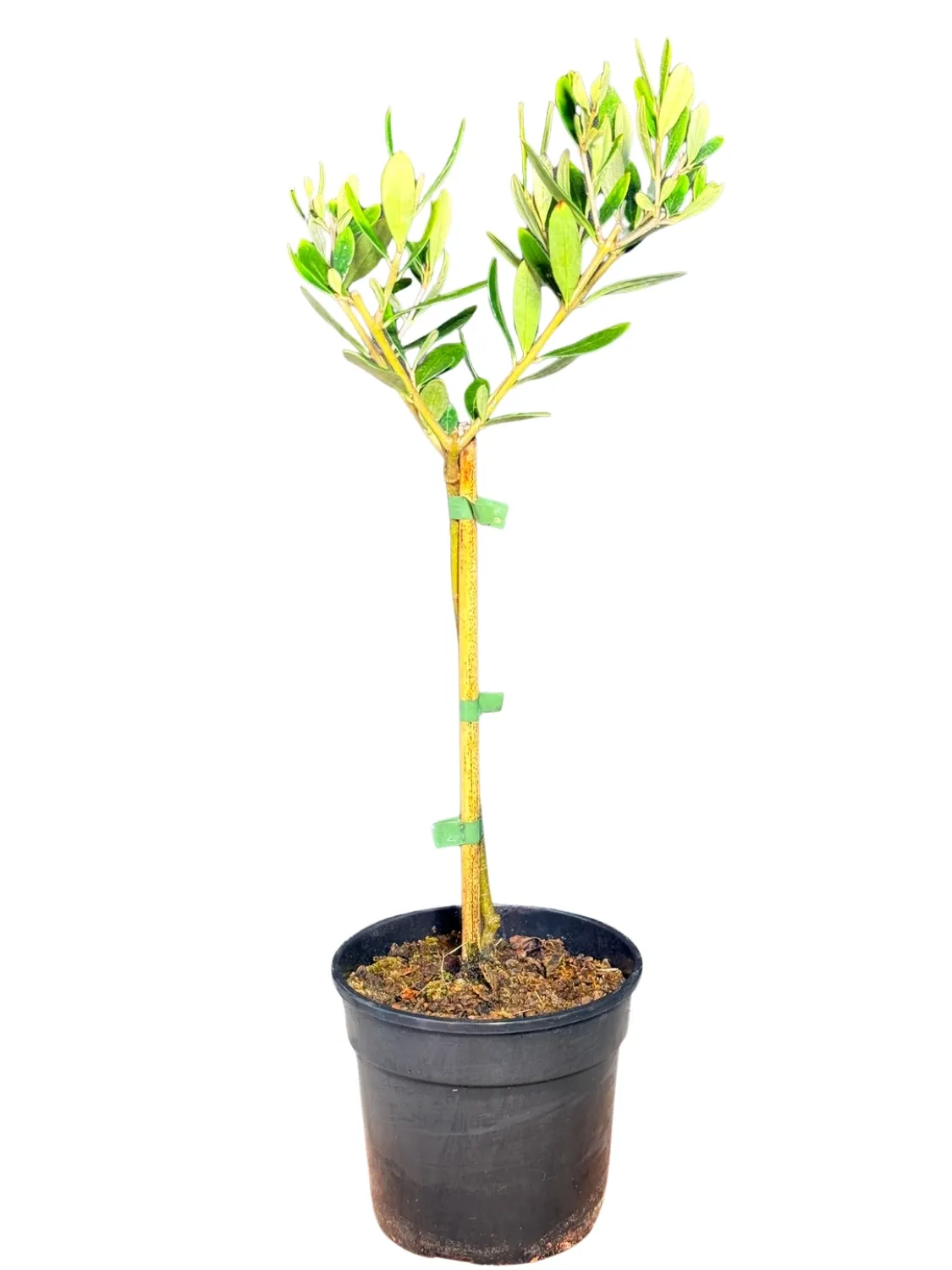Olea Europaea "Mission Olive" 14cmPot