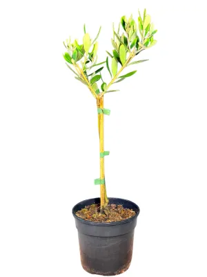Olea Europaea "Mission Olive" 14cmPot