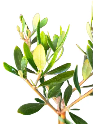 Olea Europaea "Mission Olive" 14cmPot