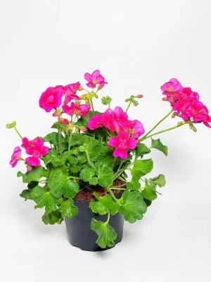 Pelargonium  Zonale "Top Dolomites Berry" 15cmPot