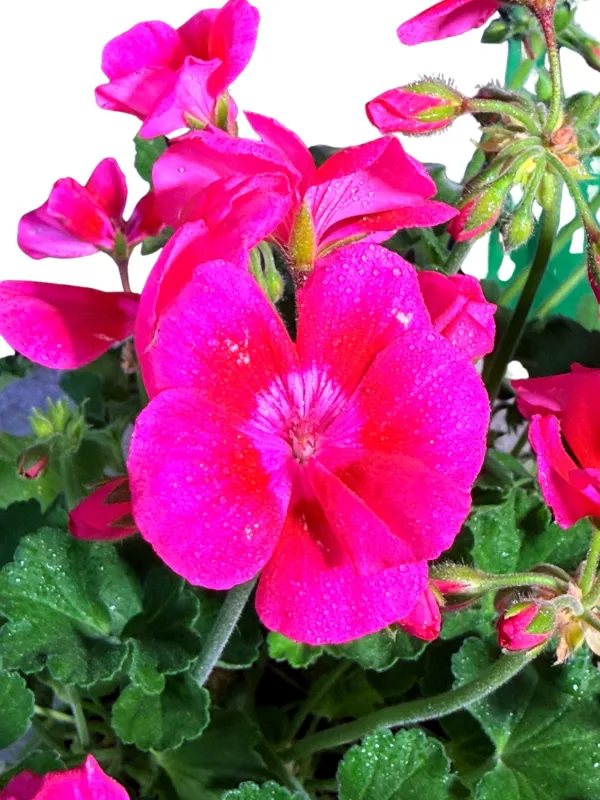 Pelargonium  Zonale "Top Dolomites Berry" 15cmPot