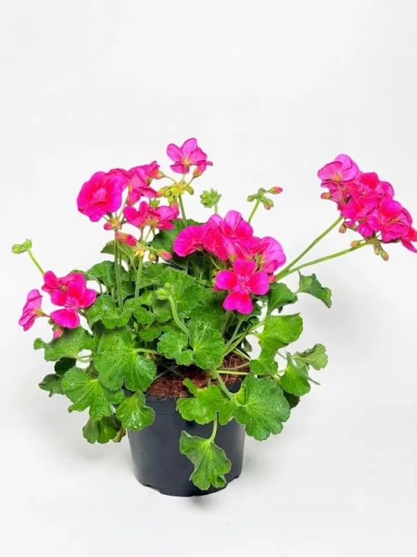 Pelargonium  Zonale "Top Dolomites Berry" 15cmPot