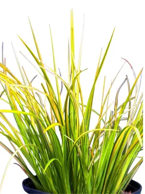 Acorus Gramineus "Golden Edge Japanese Sweet Flag" 15cmPot