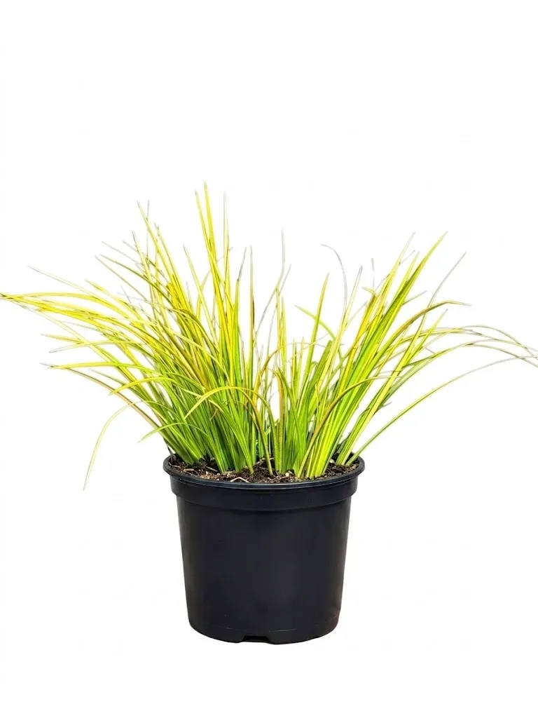 Acorus Gramineus "Golden Edge Japanese Sweet Flag" 15cmPot