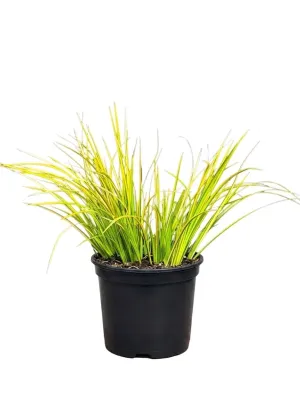 Acorus Gramineus "Golden Edge Japanese Sweet Flag" 15cmPot
