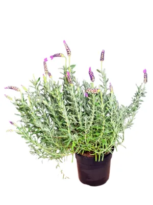 Lavandula Angustifolia "Blue Magic Lavender" 14cmPot
