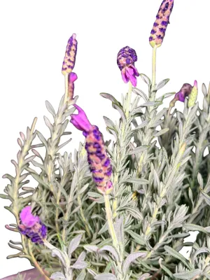 Lavandula Angustifolia "Blue Magic Lavender" 14cmPot