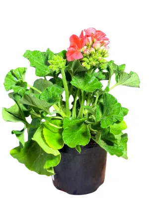 Pelargonium Interspecific "Top Champion Salmon" 15cmPot