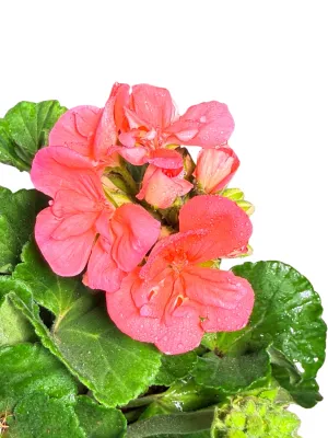 Pelargonium Interspecific "Top Champion Salmon" 15cmPot