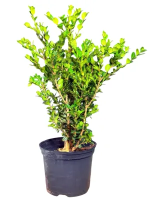 Buxus Microphylla Faulkner "Green Beauty" 15cmPot