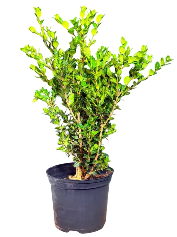 Buxus Microphylla Faulkner "Green Beauty" 15cmPot