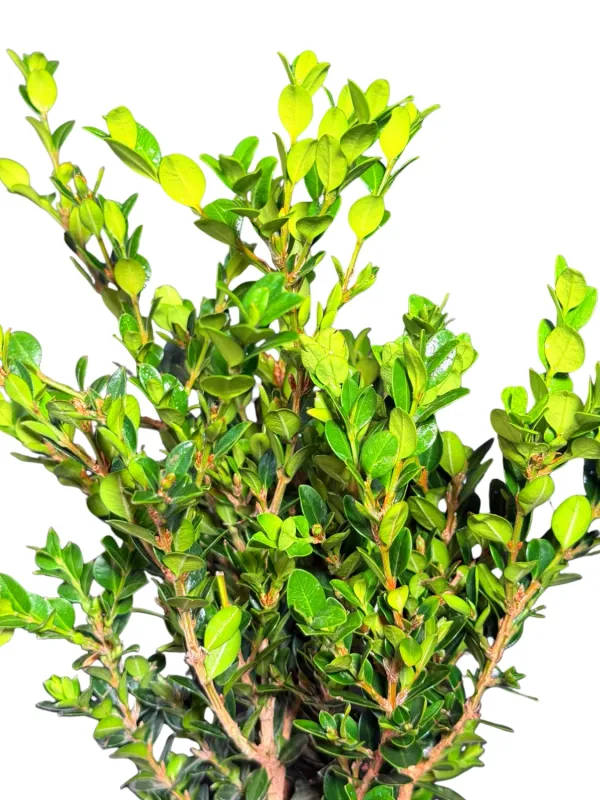 Buxus Microphylla Faulkner "Green Beauty" 15cmPot