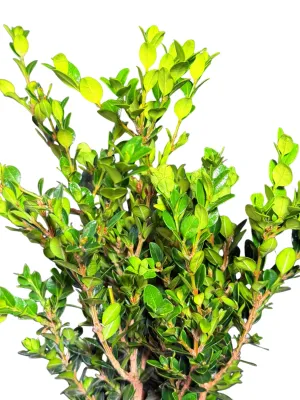 Buxus Microphylla Faulkner "Green Beauty" 15cmPot