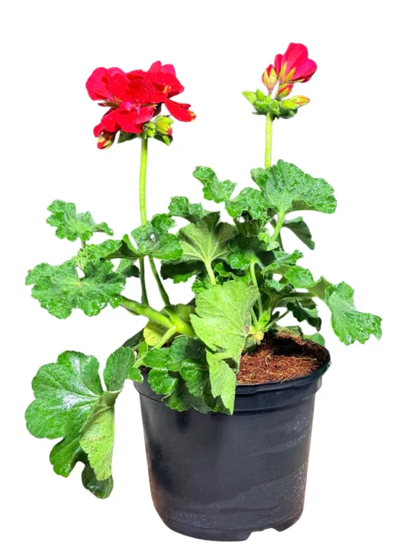 Pelargonium Interspecific "Top Champion Red" 15cmPot