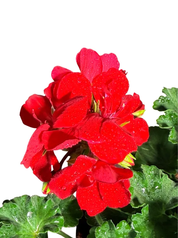 Pelargonium Interspecific "Top Champion Red" 15cmPot