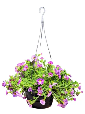 Calibrachoa x Hybrida "Million Bells" Mixed Colors Hanging Basket