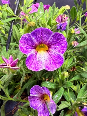 Calibrachoa x Hybrida "Million Bells" Mixed Colors Hanging Basket