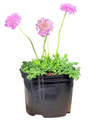Scabiosa "Pink Mist Pincushion Flower" 17cmPot