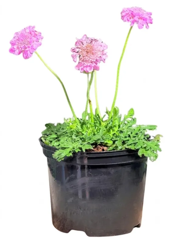 Scabiosa "Pink Mist Pincushion Flower" 17cmPot
