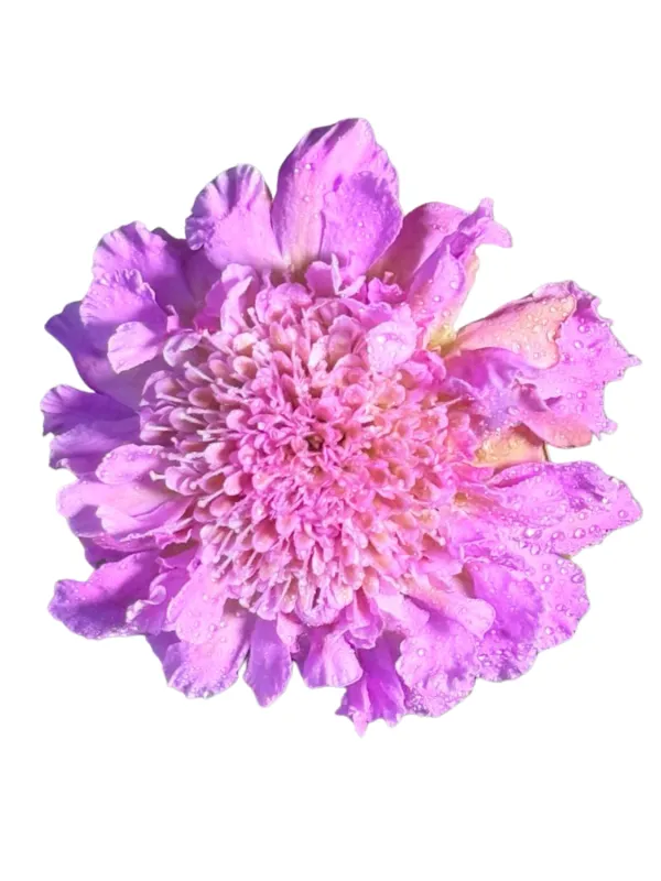 Scabiosa "Pink Mist Pincushion Flower" 17cmPot