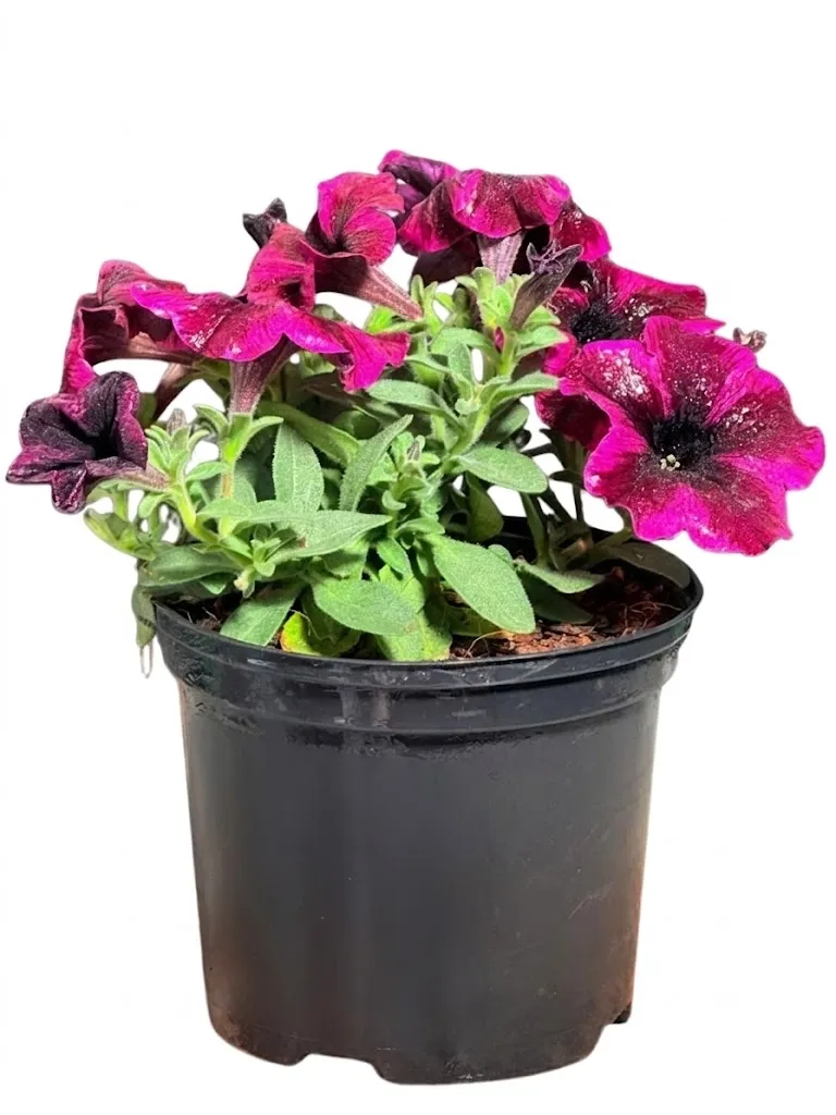 Petunia x Hybrida "Crazytunia Cosmic Purple" 15cmPot