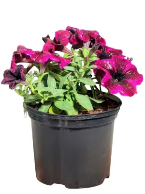 Petunia x Hybrida "Crazytunia Cosmic Purple" 15cmPot
