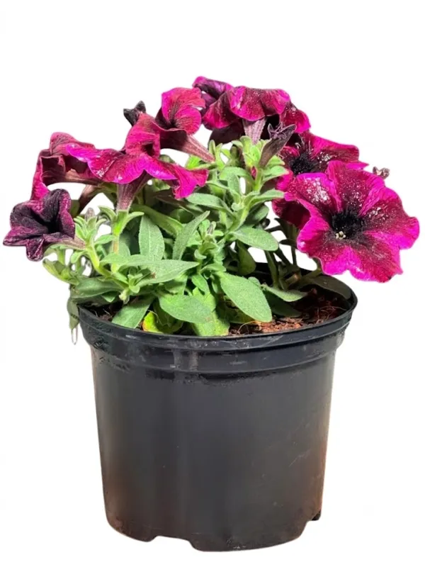 Petunia x Hybrida "Crazytunia Cosmic Purple" 15cmPot