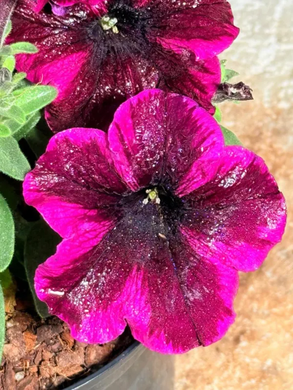 Petunia x Hybrida "Crazytunia Cosmic Purple" 15cmPot