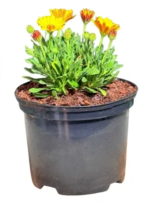 Osteospermum Ecklonis "Summersmile Orange African Daisy" 17cmPot