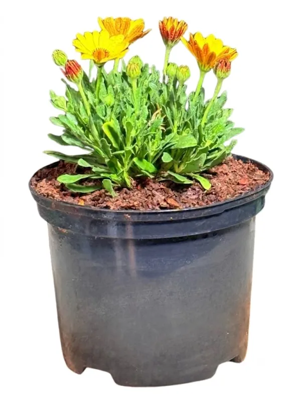 Osteospermum Ecklonis "Summersmile Orange African Daisy" 17cmPot