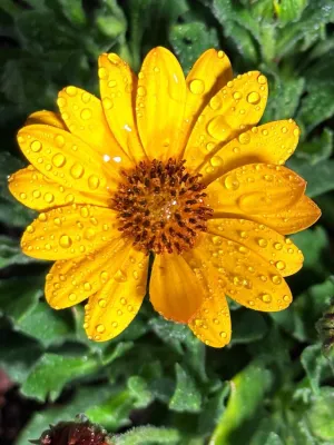 Osteospermum Ecklonis "Summersmile Orange African Daisy" 17cmPot