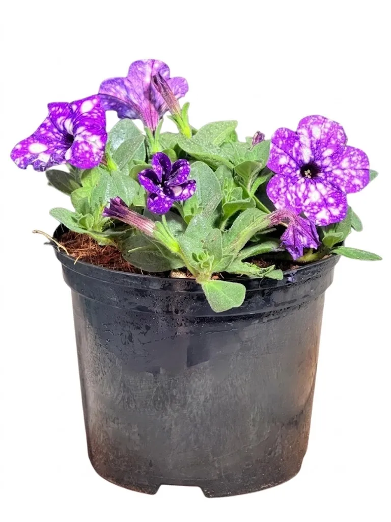 Petunia x Hybrida "Night Sky Petunia" 15cmPot