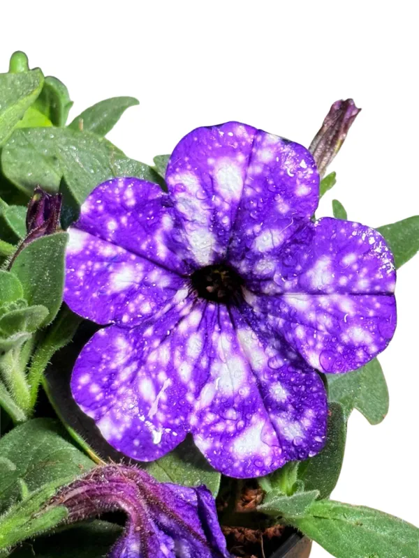 Petunia x Hybrida "Night Sky Petunia" 15cmPot