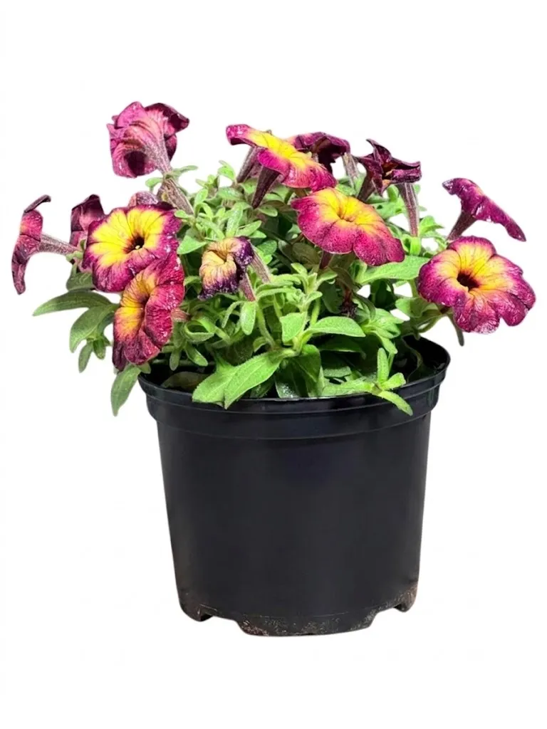 Petunia x Hybrida "Cosmic Moonstruck Petunia 15cmPot